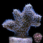 Blue Ridge Coral - Aquacultured