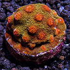 LiveAquaria® CCGC Aquacultured Red and Orange Cyphastrea Coral