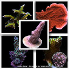 Drs. Foster & Smith Certified Assorted SPS Frag Packs - Aquacultured
