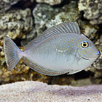 Vlamingii Tang