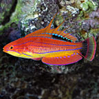 Carpenter's Flasher Wrasse