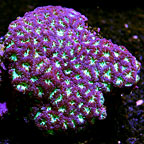 Blastomussa Coral, Frag