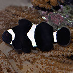 Black & White Ocellaris Clownfish, Captive-Bred