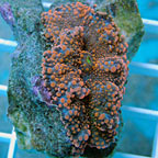Pacific Flower/Ricordea Mushroom, Orange Spotted 