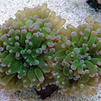 Frogspawn Coral, Thin Branched