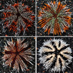 Pincushion Urchin, Hairy Colored