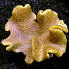 Yellow Fiji Leather Coral