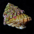Astraea Conehead Snail