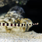 Banded Pipefish EXPERT ONLY