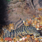 Tiger (L-02) Plecostomus