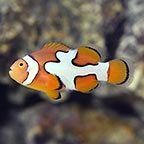 Picasso Percula Clownfish, Captive-Bred