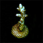 Laura's Purple Polyp Acropora Coral, Aquacultured ORA® Laura's Purple Polyp Acropora Coral, Aquacultured ORA®