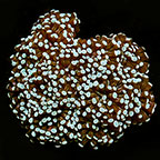 Grape Coral, Aquacultured USA (duplicate do not activate)