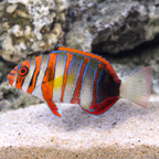 Harlequin Tusk
