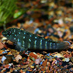Jeweled Goby Cichlid (Discontinued per Southland)