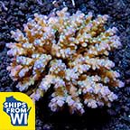 Assorted Acropora Coral