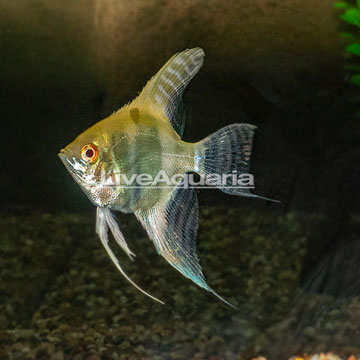 Albino Angelfish [Blemish]