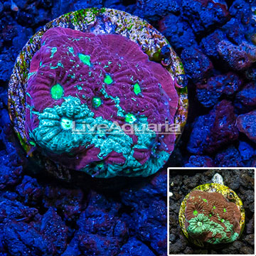 LiveAquaria® Cultured War Coral 