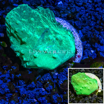 LiveAquaria® Cultured Cabbage Leather Coral