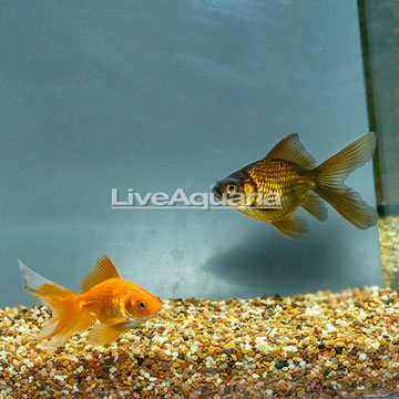 Fantail and Black Moor Goldfish Pair