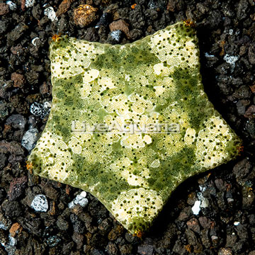 Pillow Sea Star