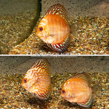 Red Pigeon Blood Discus, Trio
