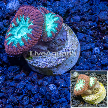 LiveAquaria® Cultured Blastomussa Coral