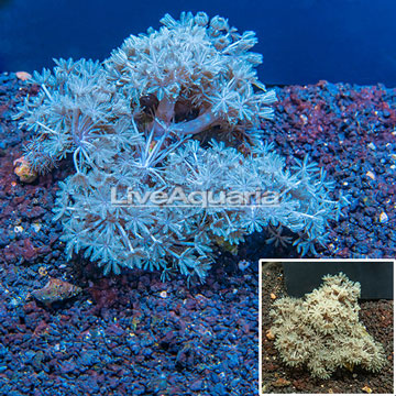 Pom Pom Xenia Coral Indonesia