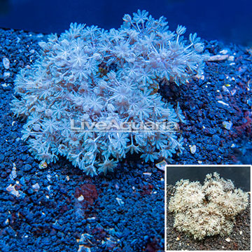 Pom Pom Xenia Coral Indonesia