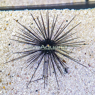 Black Longspine Urchin 