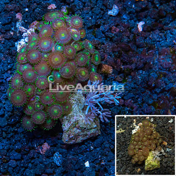Zoanthus Coral Vietnam