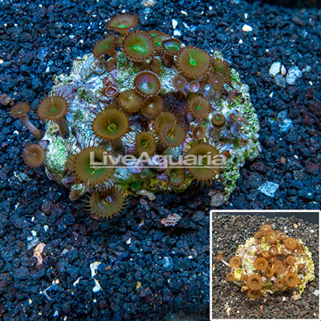 Protopalythoa Coral Indonesia
