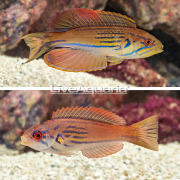 Half Banded Flasher Wrasse, Pair