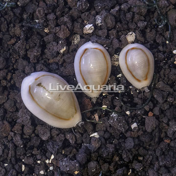 Gold Ring Cowrie, Trio.