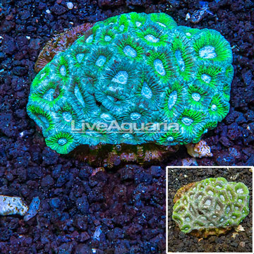 Goniastrea Brain Coral Australia