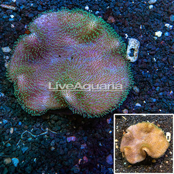 Toadstool Mushroom Leather Coral Australia