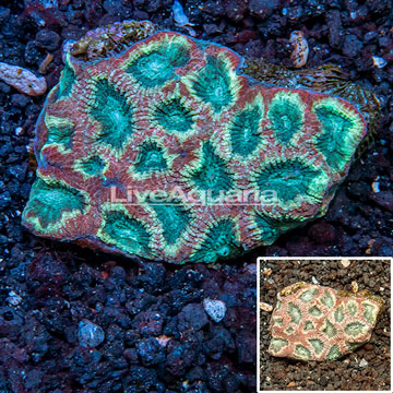 Goniastrea Brain Coral Australia (Blemish)