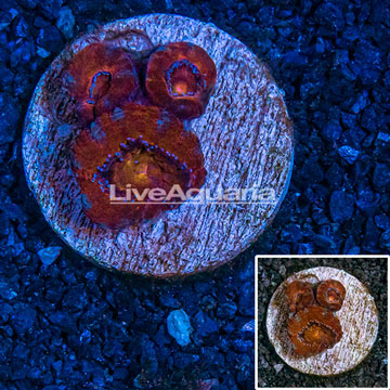 LiveAquaria® Cultured Ultra Acan Lord Coral