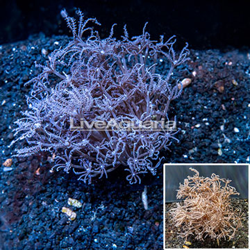 Waving Hand Coral Indonesia 