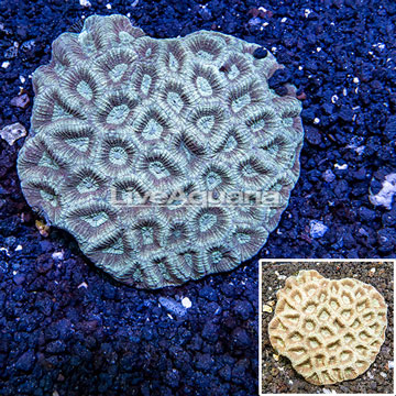 Goniastrea Brain Coral Australia