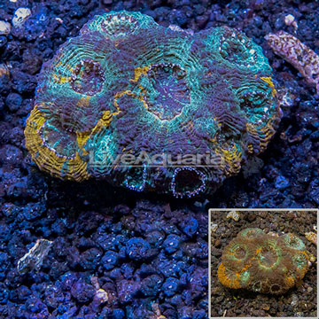 Acan Echinata Coral Vietnam