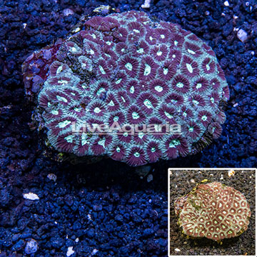 Dipsastrea Brain Coral Vietnam (Blemish)