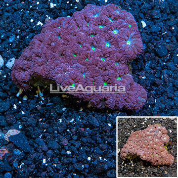 Blastomussa Coral Australia