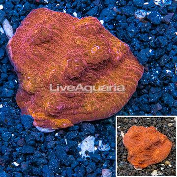 Chalice Coral Australia