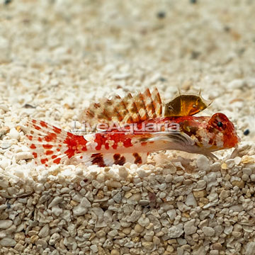 Red Scooter Dragonet 