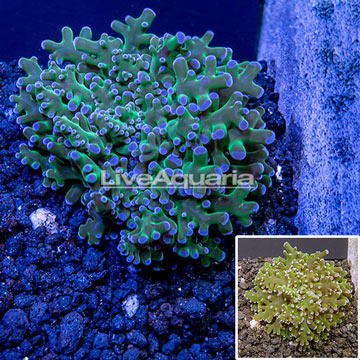 Australia Cultured Frogspawn Coral 