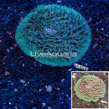 Plate Coral Australia