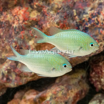 Blue/Green Reef Chromis- Pair