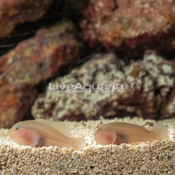 Clown Goby, Pair