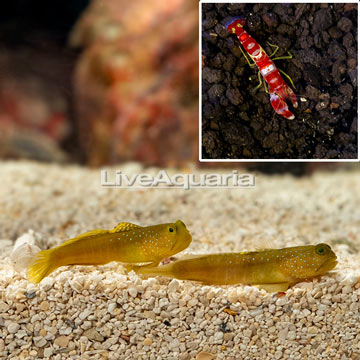 Yellow Watchman Goby Pair With Pistol Shrimp